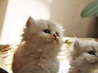 Secereli anne babanın british longhair yavruları