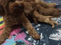Ev Doğumu Şecereli Toy Poodle Yavrular