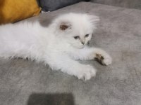 minik british shorthair yavrular