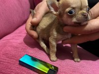 Elma kafa micro Teacup dişi chichuahua