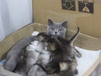 British shorthair yavrular