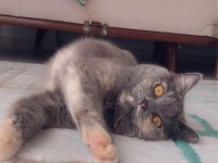 Ücretsiz sahiplendirme acil british shorthair