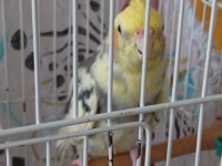 Acil satılık sultan papağanı