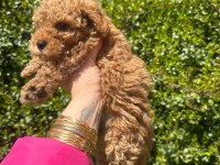 Toy Poodle 0 Numara
