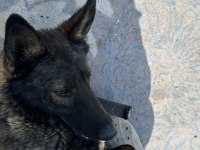 8 Aylık Kapkara Dişi Belçika Kurdu Değerinde