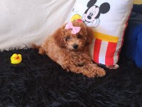 Poodle Peluş Bir Kız