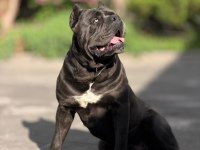 Özel seçim dev gibi cane corso bebekler