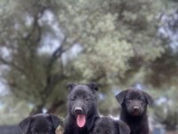 Solid black alman kurdu yavrular