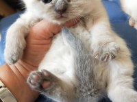 Blu point yavrum rezerveye açık scottish fold