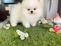 MİNİ BOY DİŞİ KORE KAN POMERANİAN