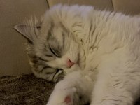 british longhair kediler