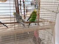 2 Muhabbet Kuşu Ve Tüm Eşyaları ile beraber