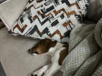 Jack russell iş dolayısıyla sahiplendirmek istiyorum