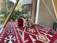 Jack russell köpeğimiz