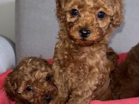 OYUNCAK BOY ORJİNAL KORE KAN TOY POODLE DIŞI YAVRULARIMIZ