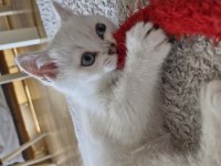 Yavru British Shorthair Bursa Nilüfer