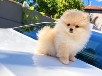 Bakımlı Ve Akıllı Pomeranian Kızımız