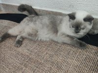 Dişi Sevimli Kedilerimiz