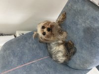 Sevimli yorkshire terrier kızımız