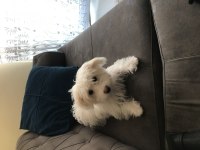 5. 6 aylık maltese Terrier acil