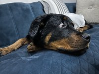 7 Aylık Dişi Rottweiler