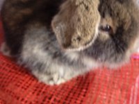 Teddy lop tavşan yavrular 35 günlük