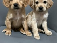 Bebek Golden Retriever Yavruları