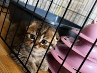 Oyuncu sağlıklı tuvalet eğitimi olan scottish fold yavrular