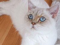 BLUE POİNT SCOTTİSH FOLD ASLAN