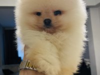 Pomeranian köpeğimiz