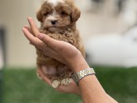 MALTİPOO YAVRULARI