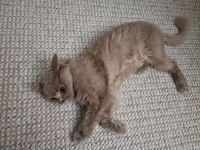 British longhair dişi kısır değil