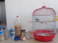 Satılık Muhabbet Kuşu
