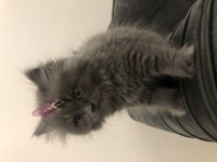 3 aylık chinchilla