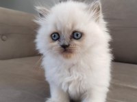 Teslime hazır british longhair