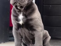 Can dostunuz Cane Corso kapıda ödeme mevcuttur