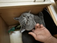 Sağlıklı british shorthair kedilerim