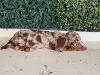 Longhair Merle Dachshund Yavru Köpeğimiz