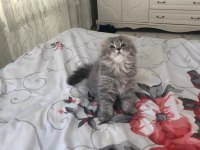 Sahiplendirme scottish fold kedimiz