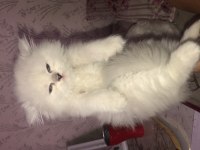 British shorthair ve british longhair kedimiz