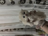 2 dişi ve 1 erkek british longhair rezerveye açık