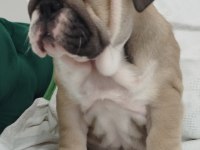 SÜPER KALİTE İNGİLİZ BULLDOG YAVRULAR