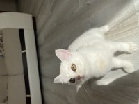 SLİVER YAVRU KEDİMİZ