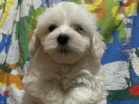 Son 3 Yavru Maltese Terrier Köpekler