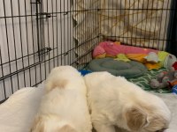 10 Ocak Doğumlu 1 Kız ve 1 Erkek Terrier (Rezerveye Açık)