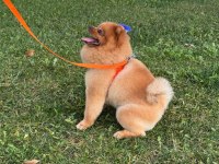 15 09 2022 doğumlu erkek pomeranian