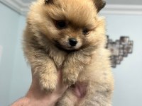 50 günlük pomeranian