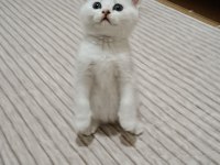 British Shorthair Dişi Silver Shaded
