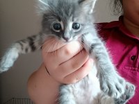 1 aylık maine coon