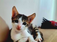 Evcil Yavru Erkek Kedi, 2 aylık, Tekir